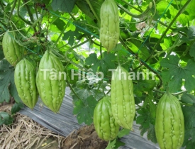 QUI TRÌNH TRỒNG KHỔ QUA LAI F1 – FORNER 568
