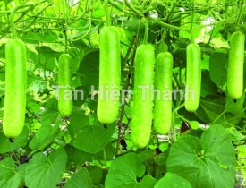 QUI TRÌNH TRỒNG BẦU SAO LAI F1 – JARI 338