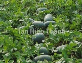 QUI TRÌNH TRỒNG DƯA HẤU LAI F1 – SUGAR 699