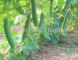 QUI TRÌNH KỸ THUẬT TRỒNG MƯỚP HƯƠNG – HITA 89