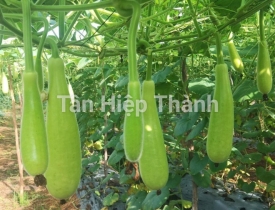QUI TRÌNH TRỒNG BẦU XỊ LAI F1 – TÂY ĐÔ 388