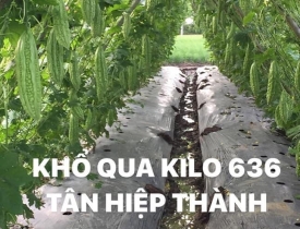 QUI TRÌNH TRỒNG KHỔ QUA LAI F1 – KILO 636