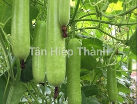QUI TRÌNH TRỒNG BẦU SAO LAI F1 – GONTAR 379