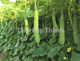 QUI TRÌNH KỸ THUẬT TRỒNG MƯỚP KHÍA F1- VIOS 229