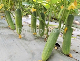QUY TRÌNH TRỒNG DƯA LEO LAI F1 – GOLD 9999