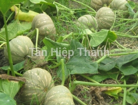QUI TRÌNH TRỒNG BÍ ĐỎ LAI F1 - SAPARO 268