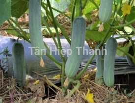 QUY TRÌNH TRỒNG DƯA LEO LAI F1 – GOLD 999