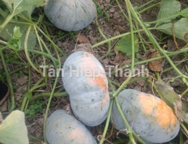 QUI TRÌNH TRỒNG BÍ ĐỎ TRÒN LAI F1 336