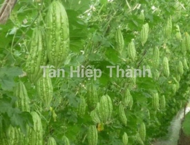 QUI TRÌNH TRỒNG KHỔ QUA LAI F1 – HINO 639