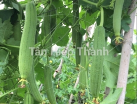 QUI TRÌNH KỸ THUẬT TRỒNG MƯỚP HƯƠNG – HITA 69