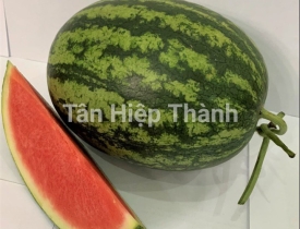 QUI TRÌNH TRỒNG DƯA HẤU LAI F1 – SUGAR 688