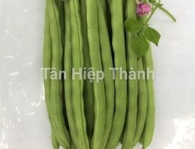 QUI TRÌNH TRỒNG ĐẬU COVE – VIVO 218