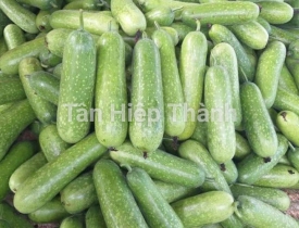 QUI TRÌNH TRỒNG BÍ ĐAO LAI F1 SAFIA 269