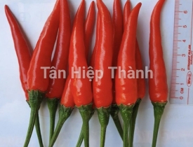  QUI TRÌNH TRỒNG ỚT HIỂM LAI F1 – WINNER 979