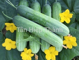 QUY TRÌNH TRỒNG DƯA LEO LAI F1 – GOLD 959
