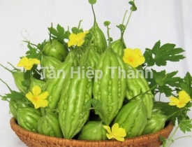 QUI TRÌNH TRỒNG KHỔ QUA LAI F1 – MIO 168