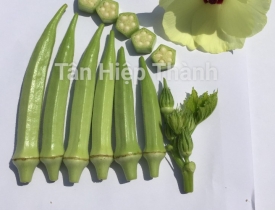 QUI TRÌNH TRỒNG ĐẬU BẮP  NĂM KHÍA –THT 102