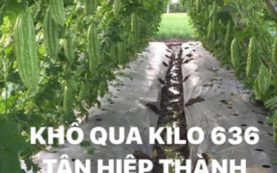 QUI TRÌNH TRỒNG KHỔ QUA LAI F1 – KILO 636