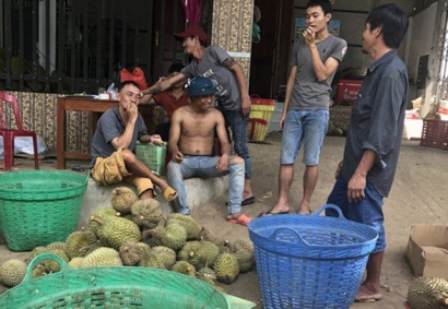  Lâm Đồng thông tin chính thức về 'cơn sốt' hạt sầu riêng
