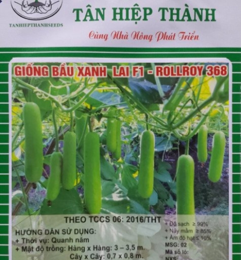 BẦU XANH LAI F1 - ROLLROY 368
