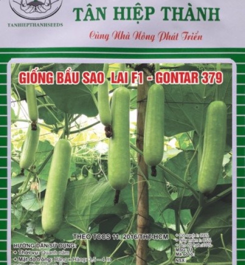 GIỐNG BẦU SAO LAI F1 GONTAR 379