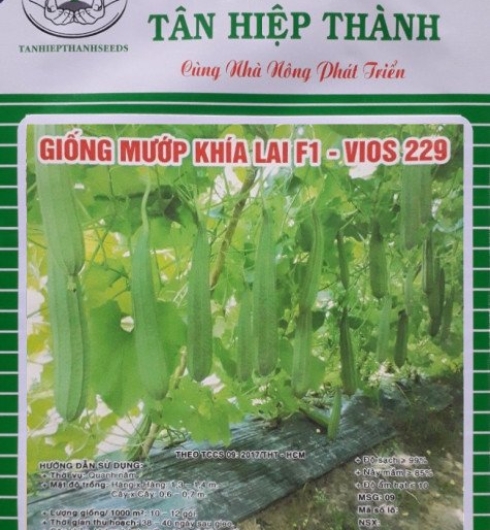 MƯỚP KHÍA LAI F1 - VIOS 229