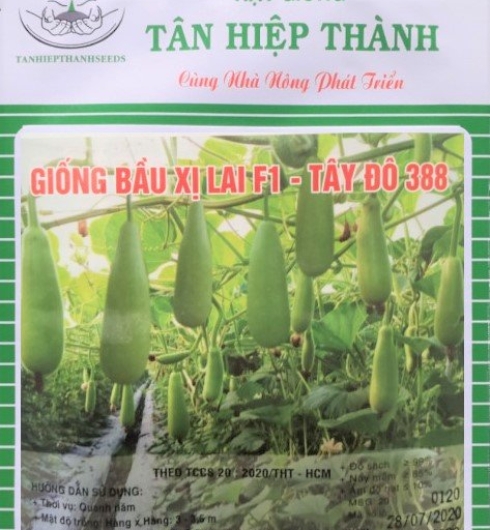 BẦU XỊ LAI F1 - TÂY ĐÔ 388