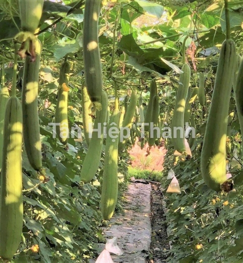 MƯỚP HƯƠNG LAI F1 - HITA 89
