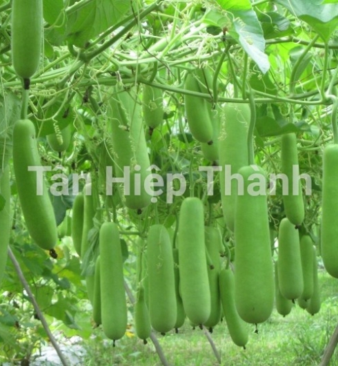 BẦU XANH LAI F1 - ROLLROY 368