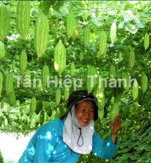 KHỔ QUA LAI F1 - MIO 168
