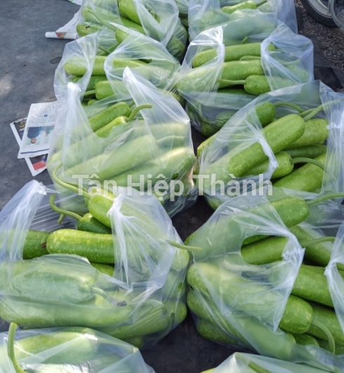 BẦU SAO LAI F1 - JARI338