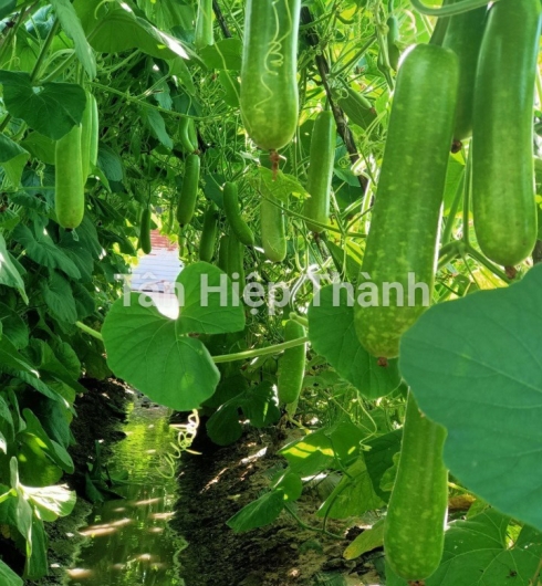 GIỐNG BẦU SAO LAI F1 GONTAR 379