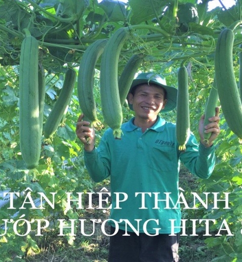 MƯỚP HƯƠNG LAI F1 - HITA 89