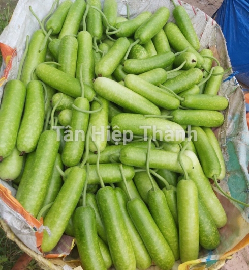 GIỐNG BẦU SAO LAI F1 GONTAR 379