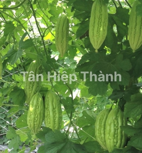KHỔ QUA LAI F1 - MIO 168