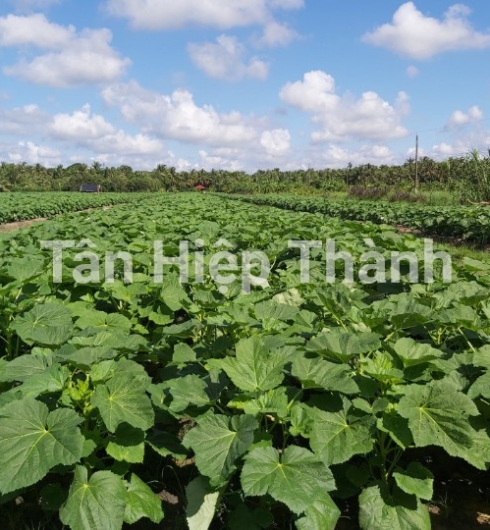 ĐẬU BẮP 5 KHÍA - THT 102