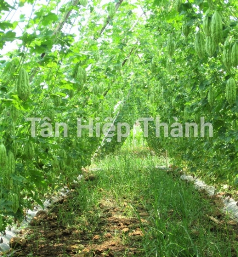 KHỔ QUA LAI F1 - MIO 168