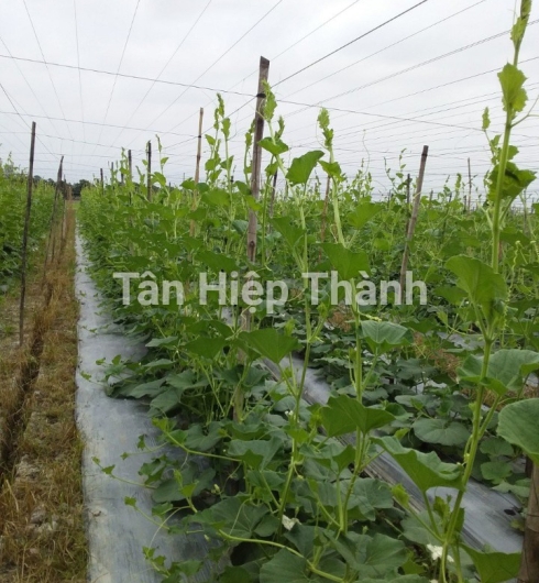 BẦU XANH LAI F1 - ROLLROY 368