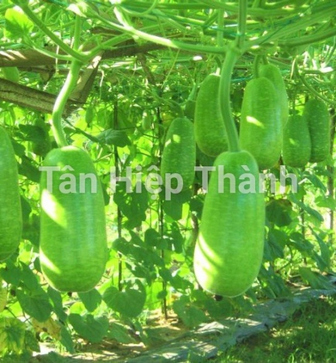  BẦU SAO LAI F1 - REVO118