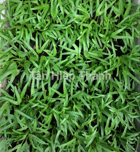 GIỐNG RAU MUỐNG CHỌN LỌC LÁ TRE – THT 103