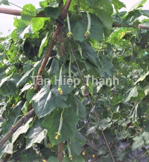 MƯỚP HƯƠNG LAI F1 - HITA 89