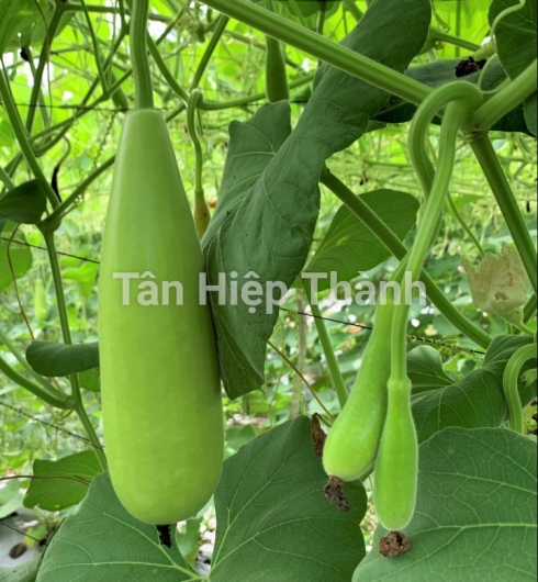 BẦU XỊ LAI F1 - TÂY ĐÔ 388