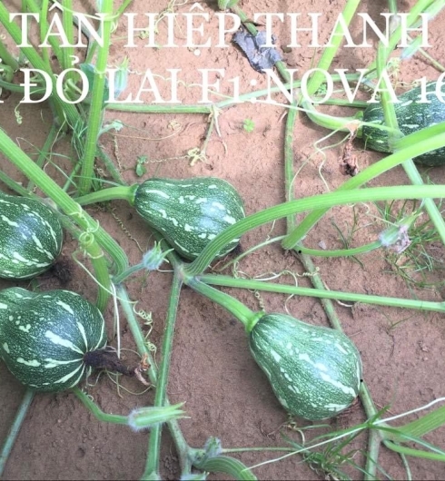 BÍ ĐỎ LAI F1 - NOVA 169
