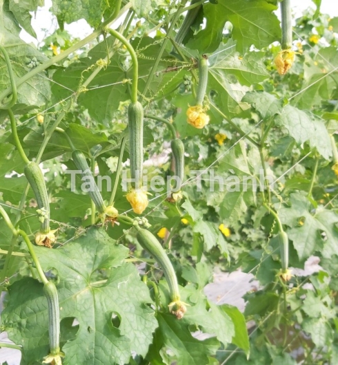MƯỚP HƯƠNG LAI F1 - HITA 69