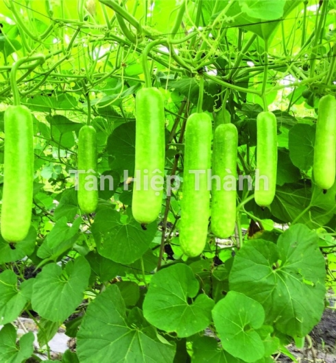 BẦU SAO LAI F1 - JARI338