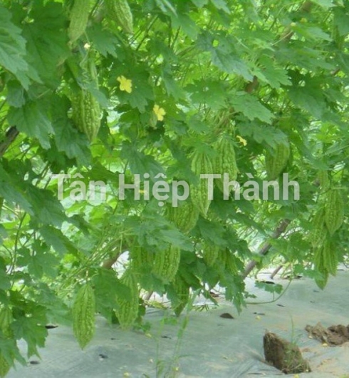 KHỔ QUA LAI F1 - HINO 639