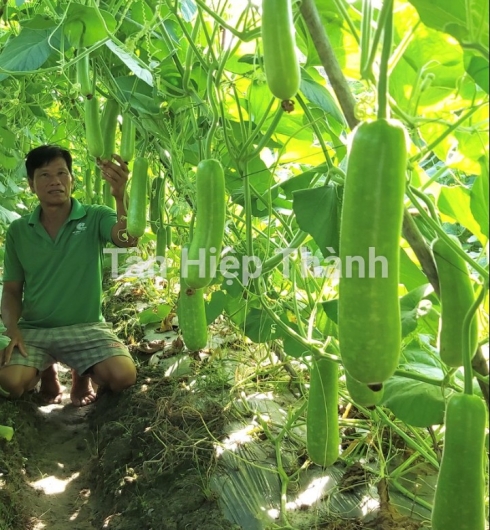 GIỐNG BẦU SAO LAI F1 GONTAR 379