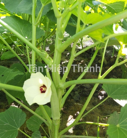 ĐẬU BẮP 5 KHÍA - THT 102