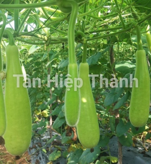 BẦU XỊ LAI F1 - TÂY ĐÔ 388