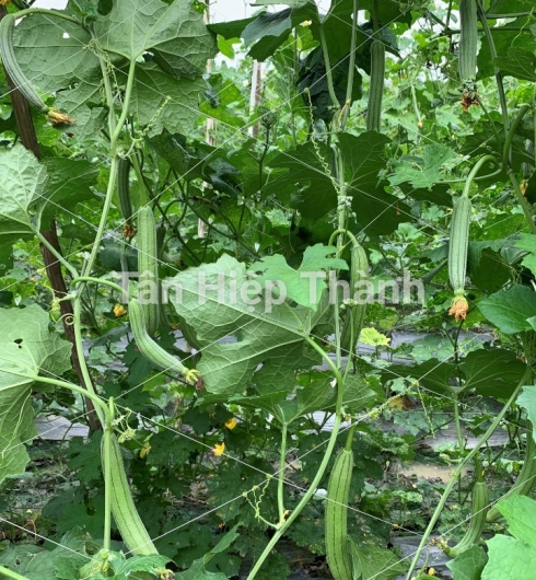 MƯỚP HƯƠNG LAI F1 - HITA 69